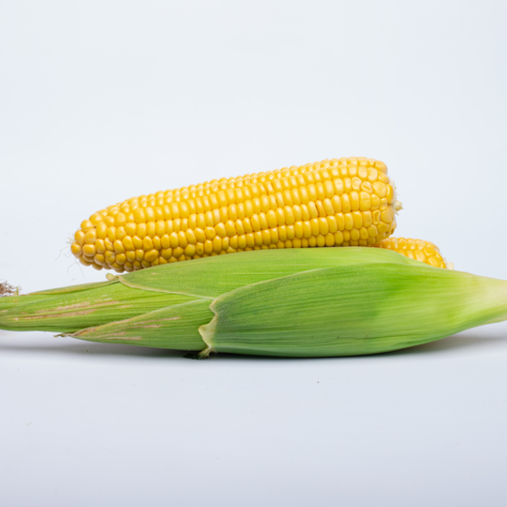 webimage-sweet-corn-accession.png