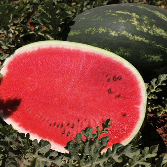 webimage-Watermelon-BARELLO-2_Greece.png