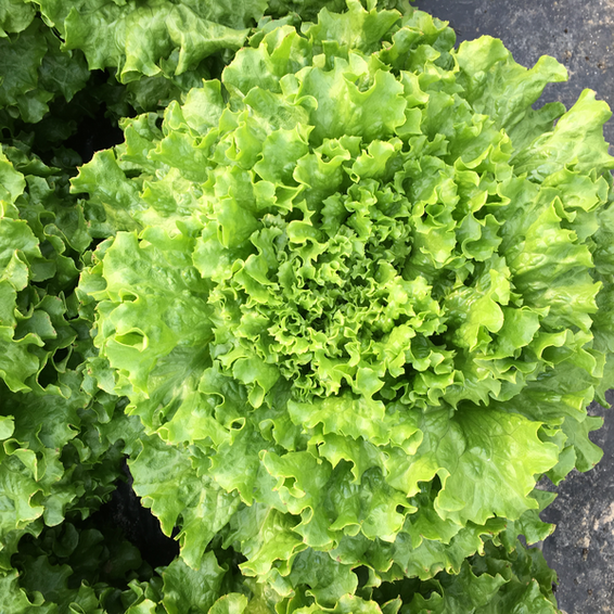 webimage-Cherola-Lettuce-Product-Photo.png