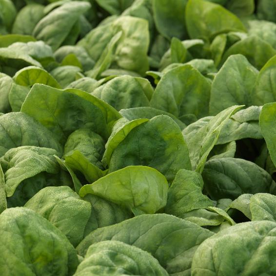 webimage-Spinach-LSPH20-0043-14263.png