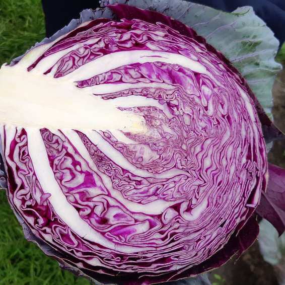 webimage-Red-Cabbage-RIVA.png