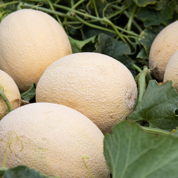 webimage-MS0560-Harvest-Indicator-Trait-cantaloupe-melon-central-america-in-field-HCO120.png