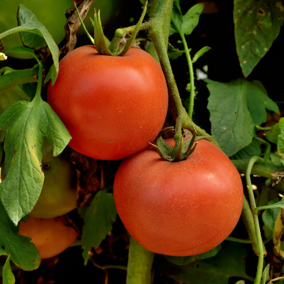webimage-Tomato-Veraneio.png