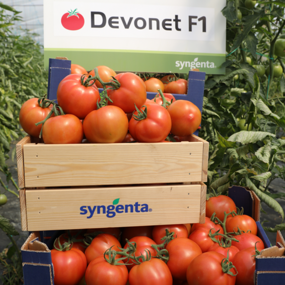 webimage-Tomato-High-Determinate-DEVONET-2022-Albania-3.png