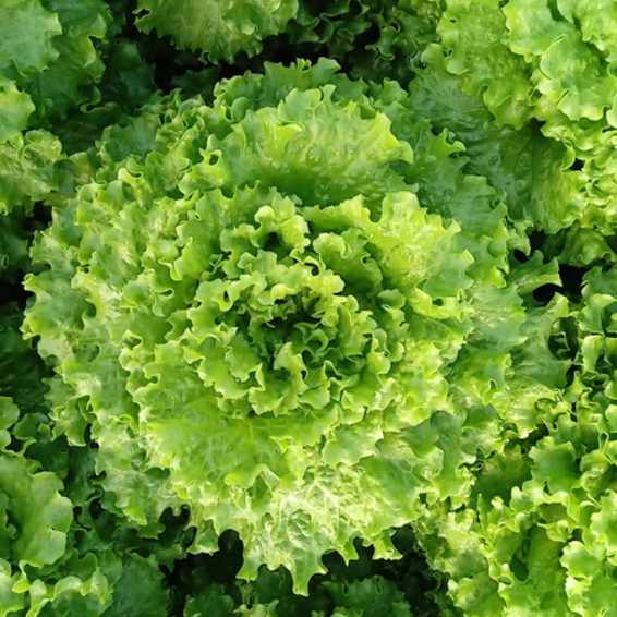 webimage-Cherola-Lettuce-Product-Photo.png
