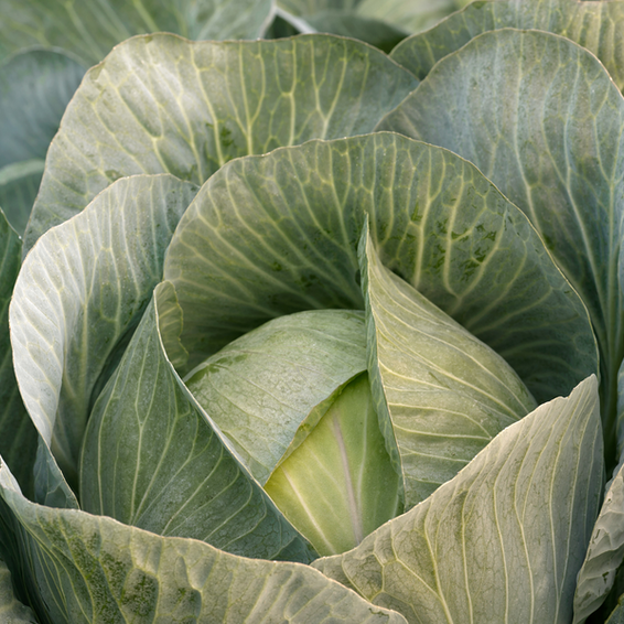 webimage-Marconi_SGW0443_NL_White-CAbbage_2018-2-jpg.png