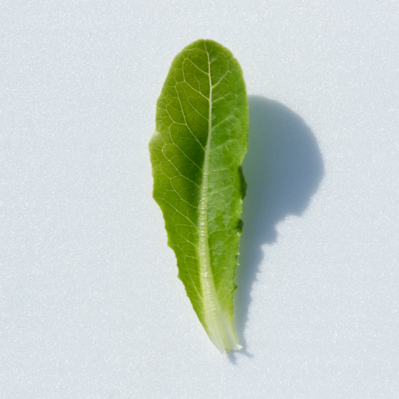 webimage-Romanita-Leaf-1.png