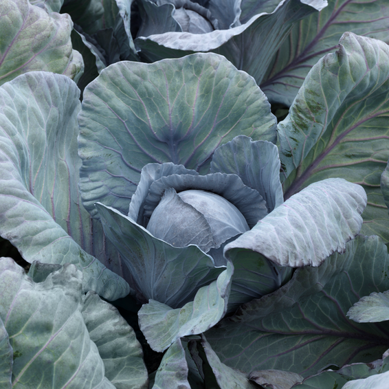 webimage-Red-Cabbage-SGX0075-14803.png