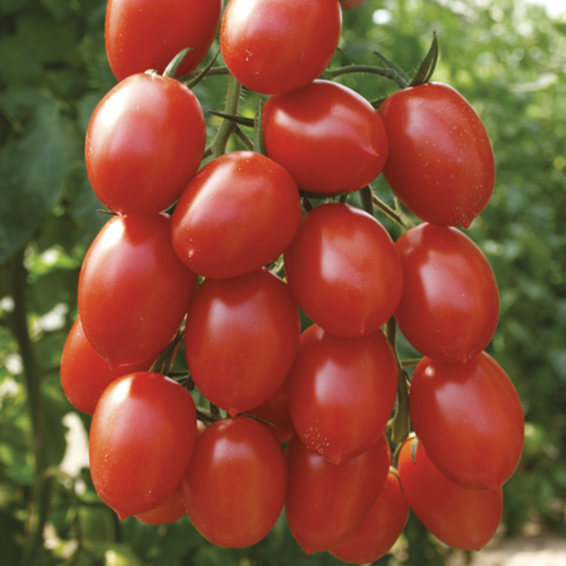 webimage-Tomato-Piccadilly-1.png