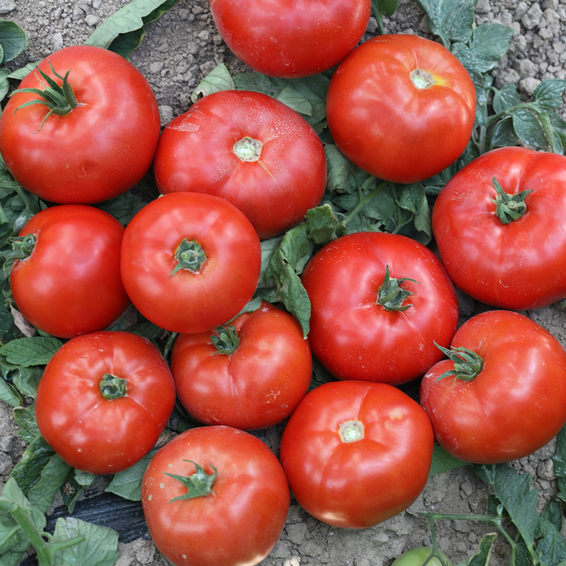 webimage-Tomato-Determinate-VARSITY-Greece-1.png