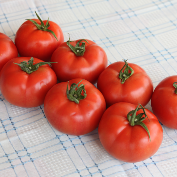 webimage-Tomato-Indeterminate-TORRY-Greek-Salad-5.png
