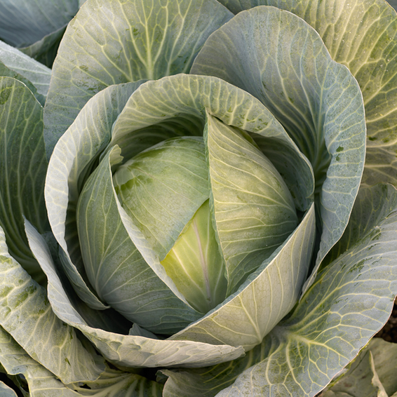 webimage-Marconi_SGW0443_NL_White-CAbbage_2018-3-jpg.png