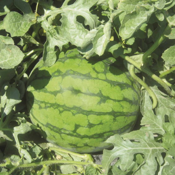 webimage-Watermelon-Bibo-RWT8155.png