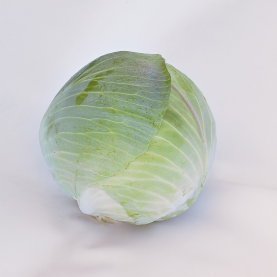 webimage-Marconi_SGW0443_NL_White-CAbbage_2018-1-jpg.png