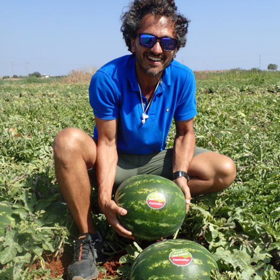 webimage-Watermelon-Seedless-FASCINATION-Cyprus.png