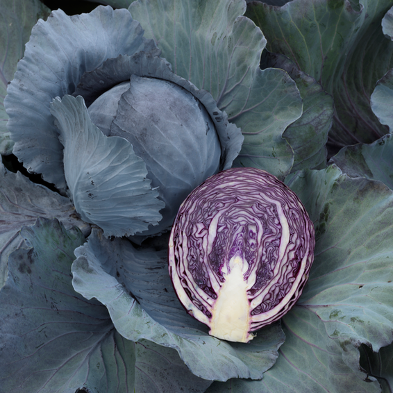 webimage-Red-Cabbage-SGX0084-14846.png