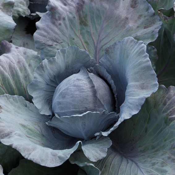 webimage-Red-Cabbage-SGX0084-14831.png