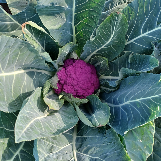 webimage-Hipster-purple-cauliflower.png