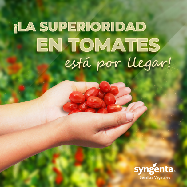 Tomates Superiores