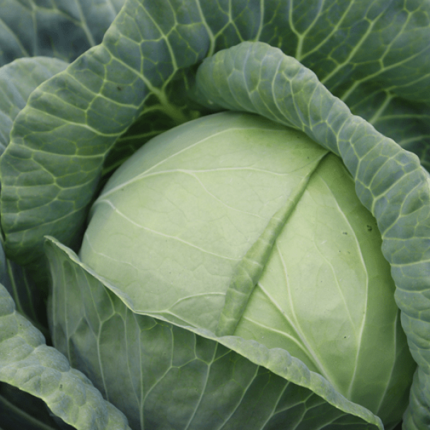 PRUKTOR - Variety White Cabbage | Syngenta Vegetable Seeds Kenya