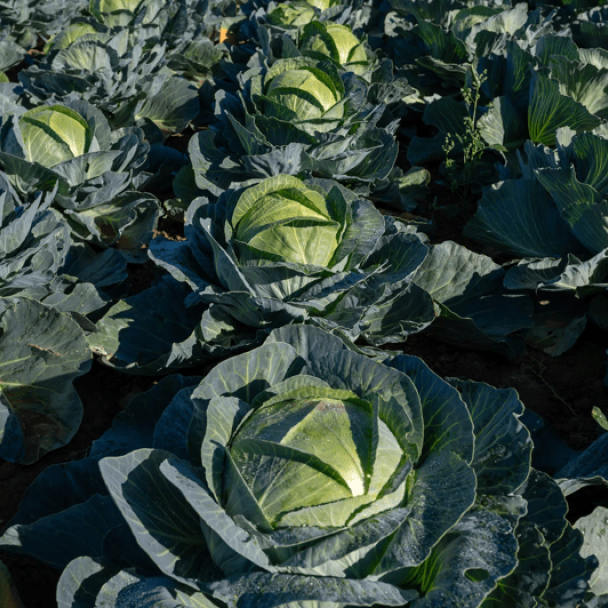 SGW0874 in the field