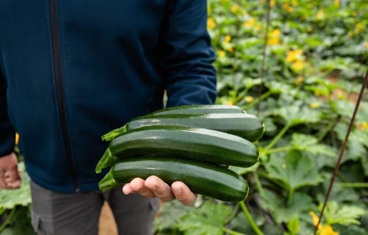 courgette