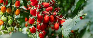 tomato main image.jpg