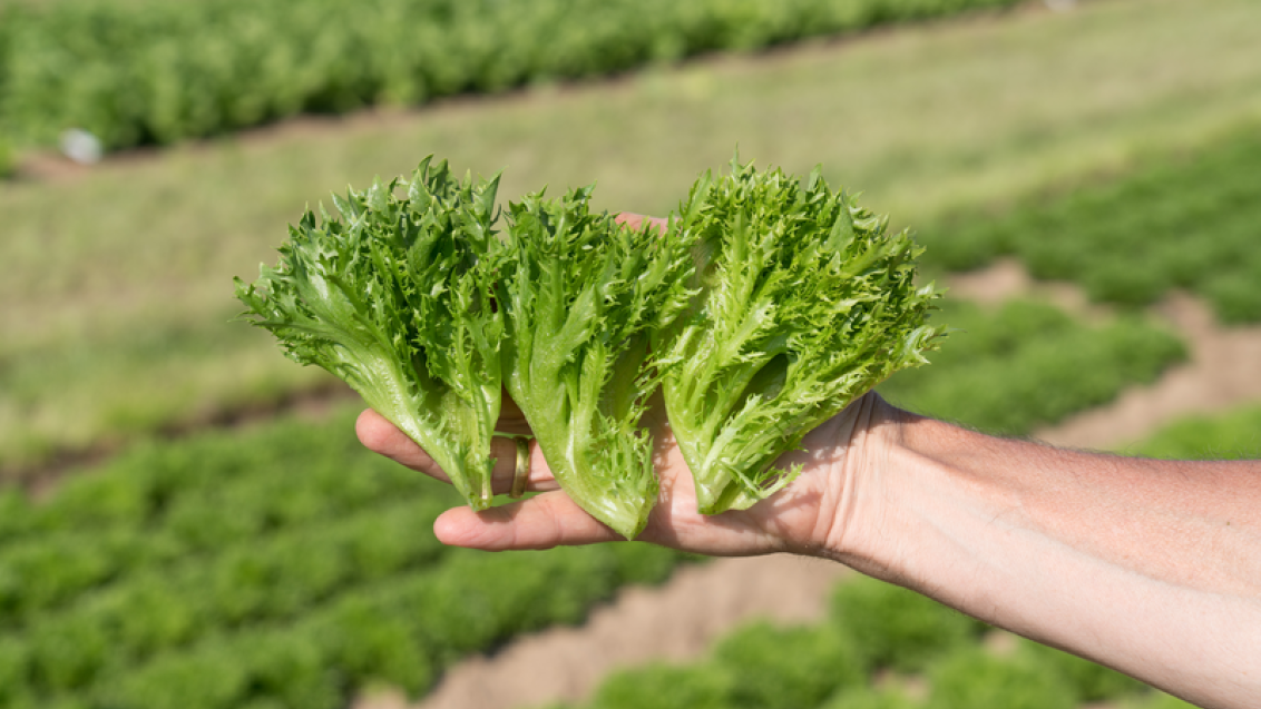 webimage-Nordice_LMUL19-1901_DE_Lettuce_2021.png