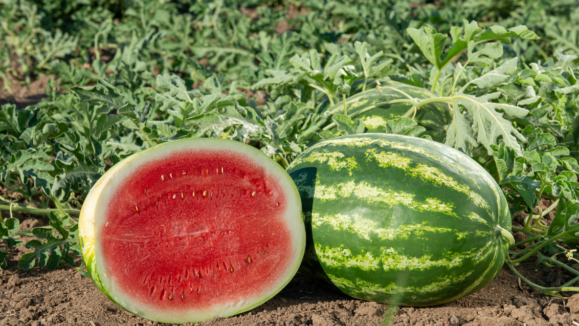 Watermelon full width