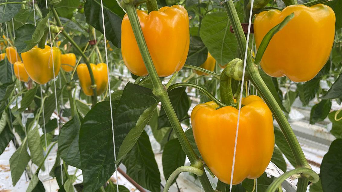 yellow peppers