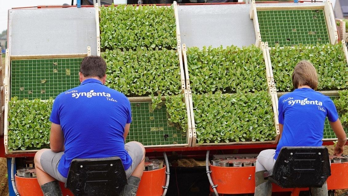 cauliflower experts working