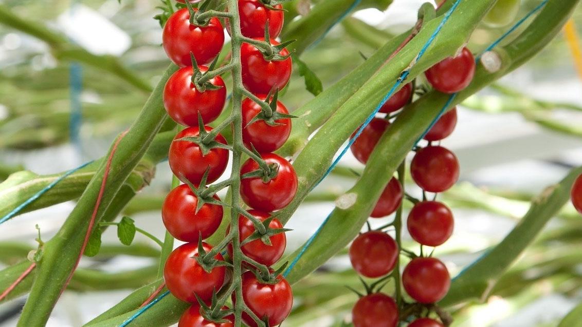 tomatoes