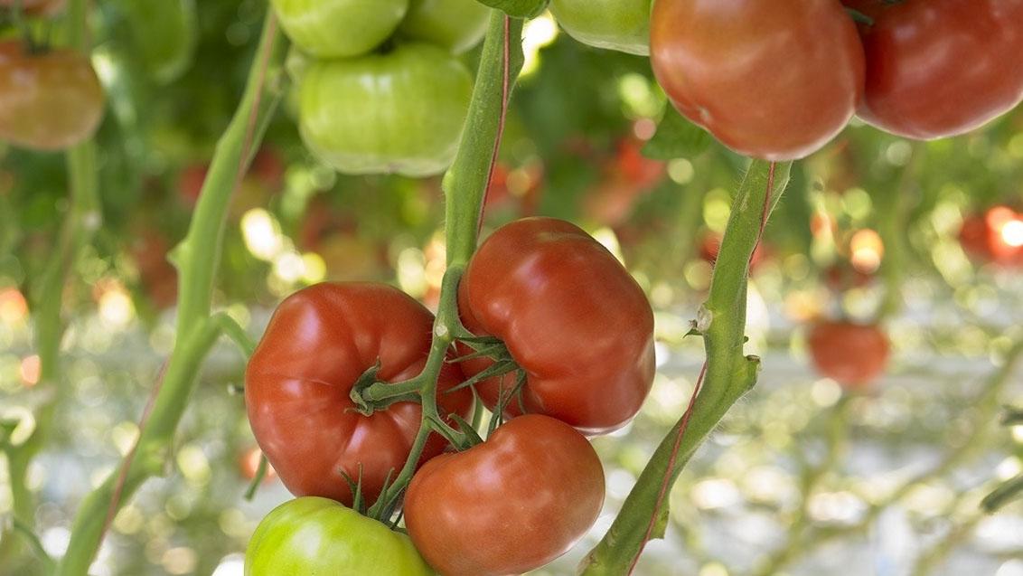 tomatoes