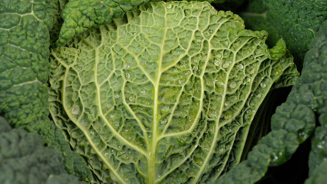 kale