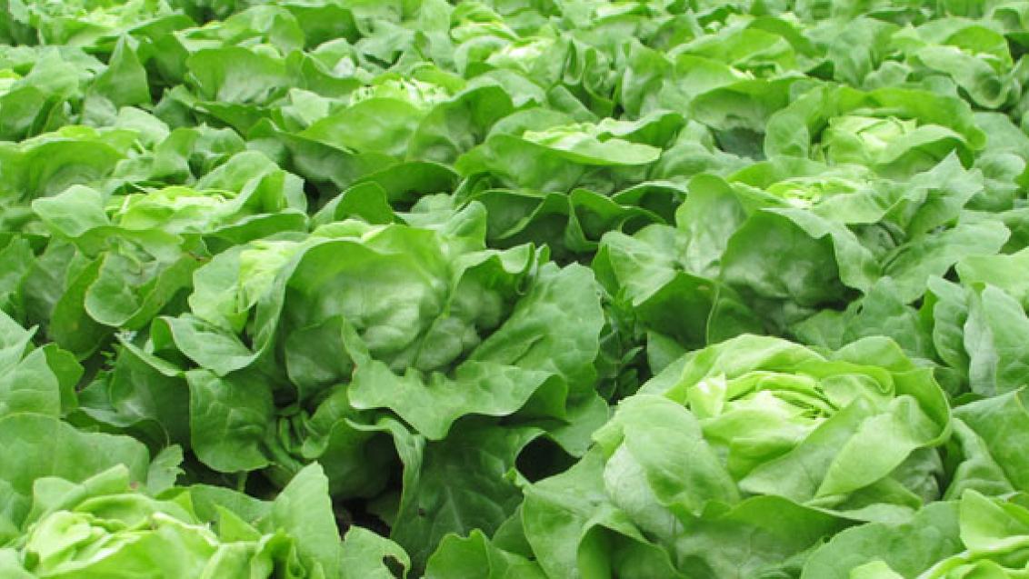 lettuce