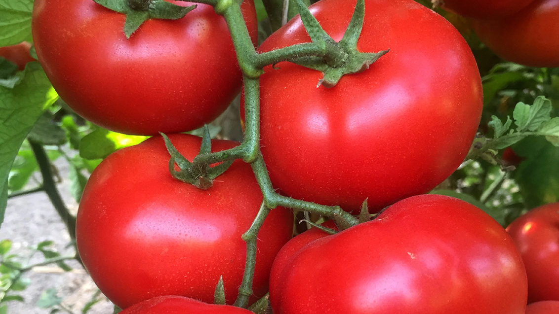 Imagen header tomates
