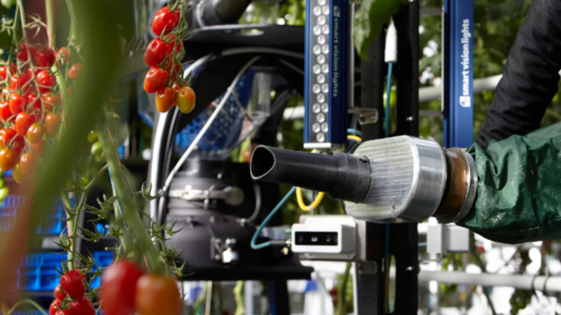 La Raccolta Robotizzata del Pomodoro come Acceleratore di Innovazione in Ricerca e Sviluppo