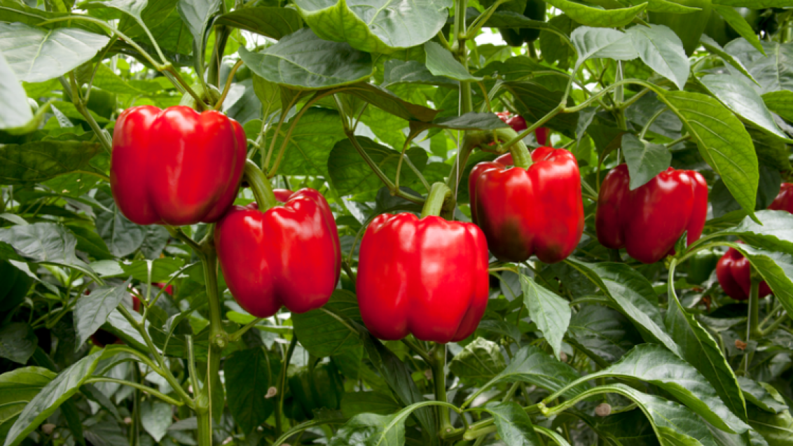 Paprika Teeltinfo