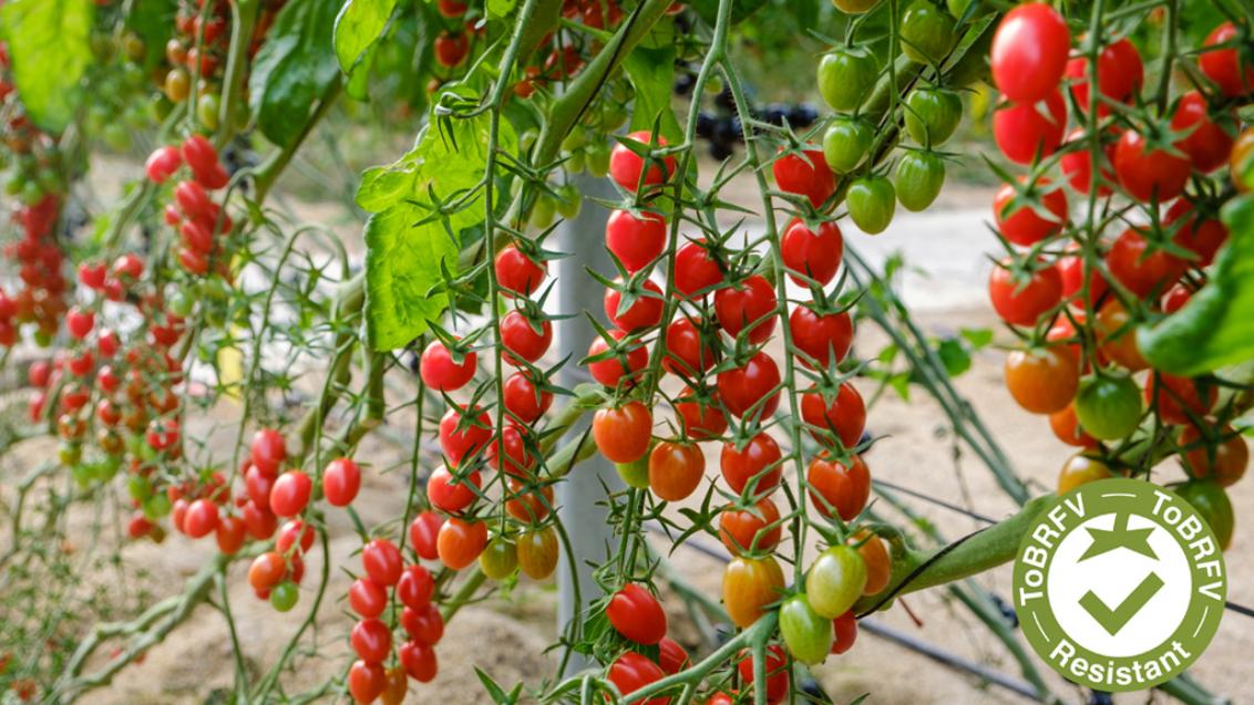 Syngenta baby plum tomatoes with ToBRFV resistance