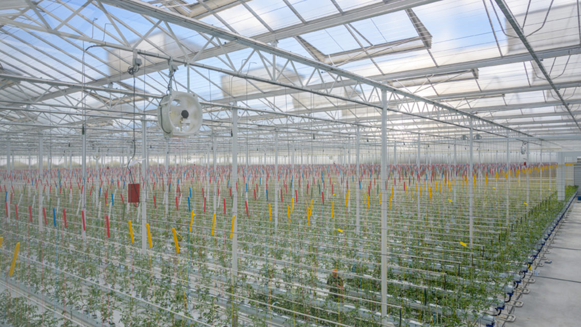 Tomato Vision Facility - Active Greenhouse