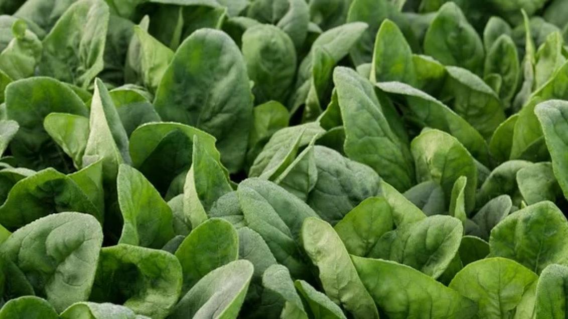 spinach UK