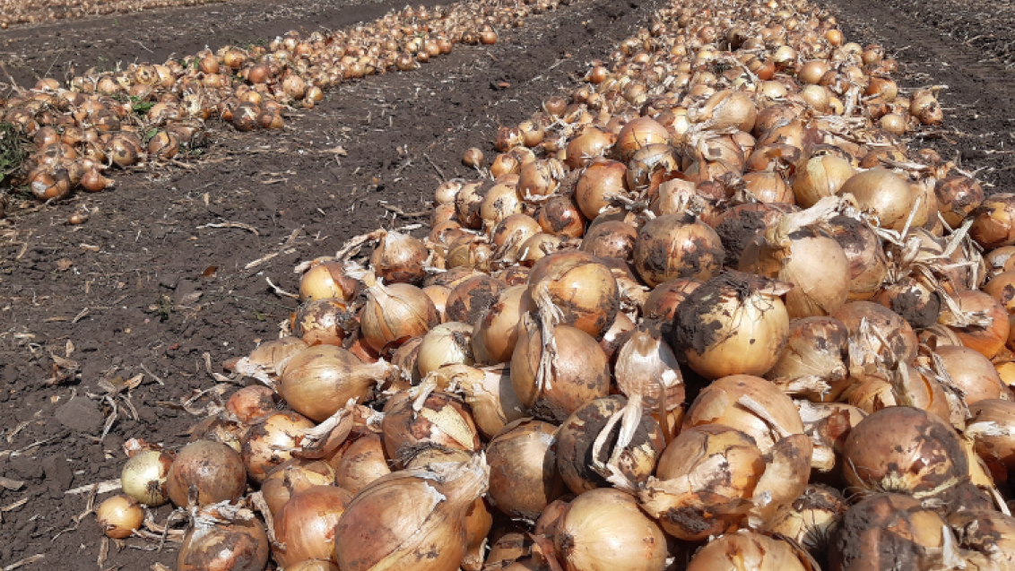 onion_harvest_750x480.png