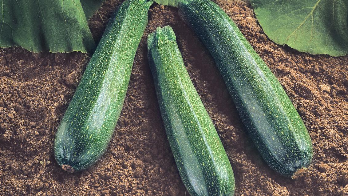 vignette-courgette
