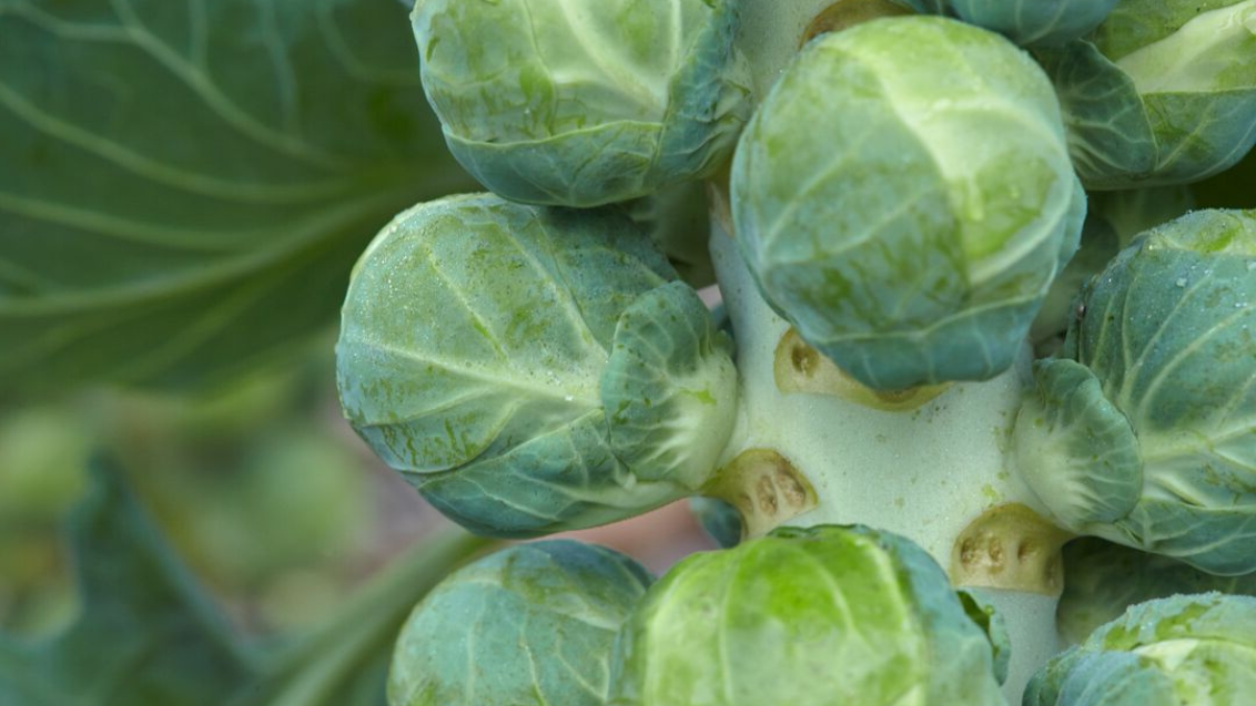 Brussels Sprouts Main Image