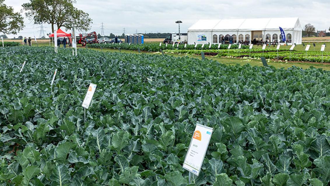 Syngenta Vegetable Seeds Innovation Centre