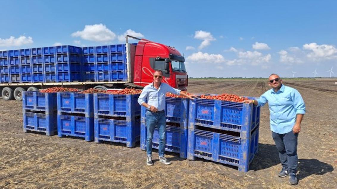 Scelta genetica e collaborazione: le chiavi per valorizzare il pomodoro trasformato Italiano