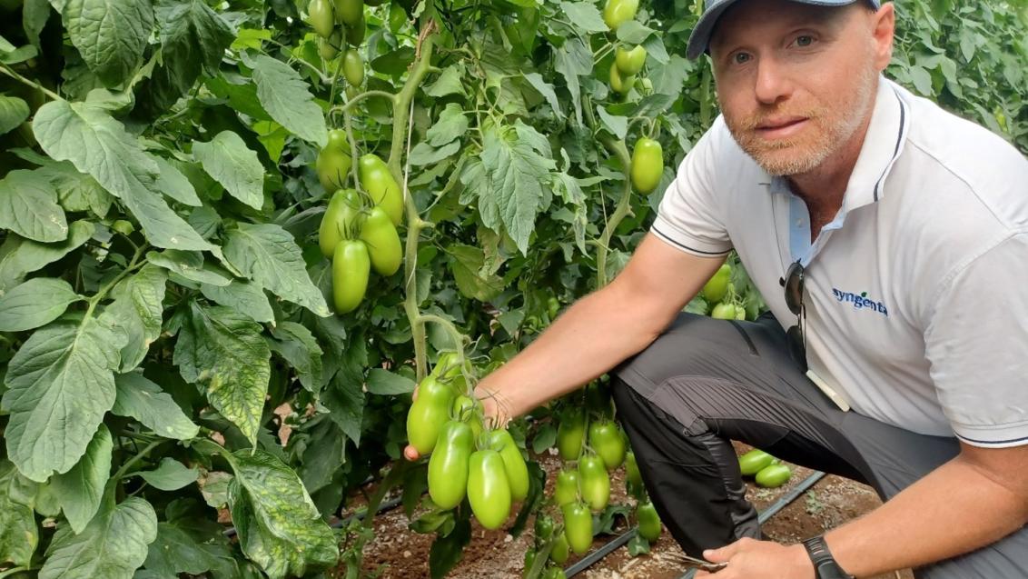 Damerino, il nuovo saladette redditizio e sostenibile