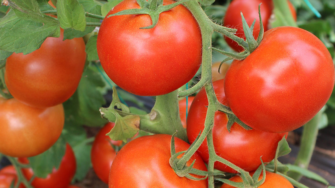 Resistentes al virus rugoso del tomate (ToBRFV)