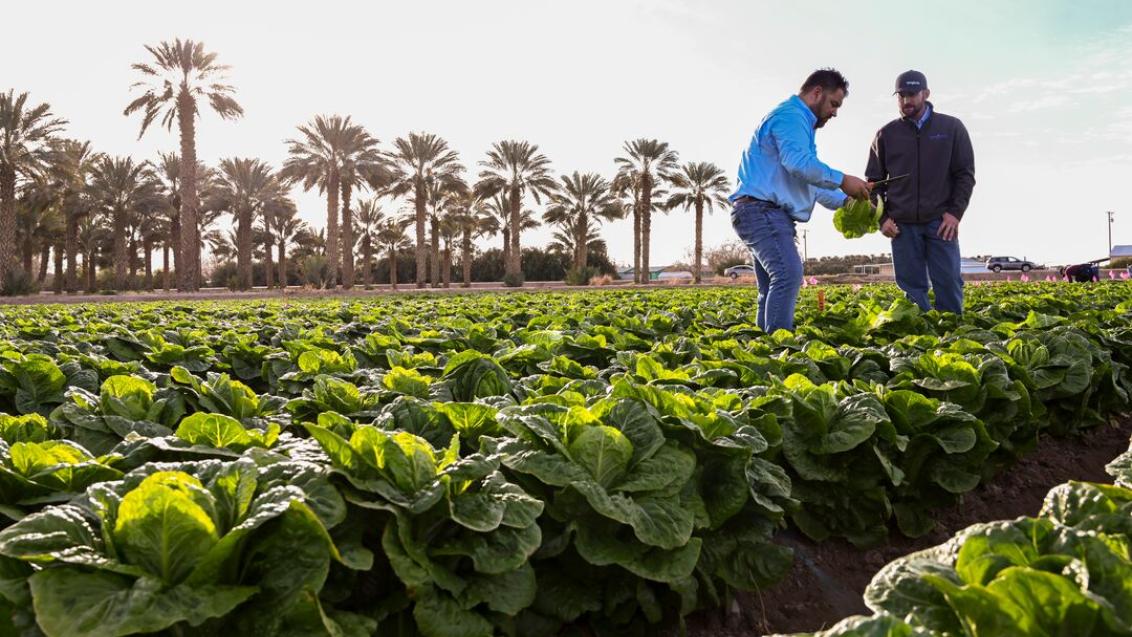 A wide range of leafy varieties with the best agronomical packages for growers.