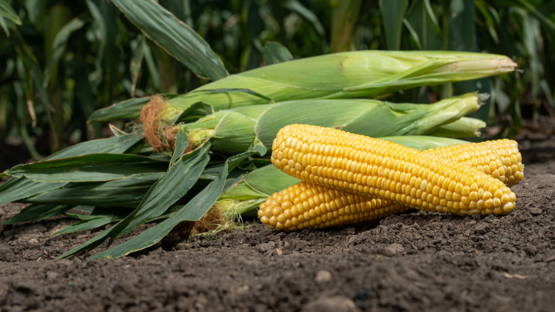 Sweetcorn banner argentina